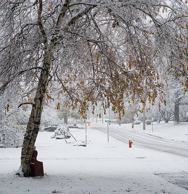 Cold Hardy Tree
