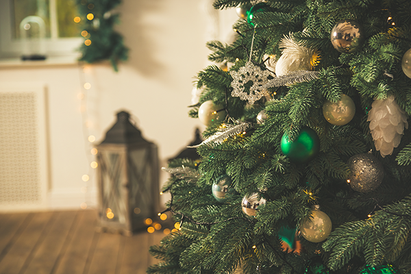 Live Christmas Tree