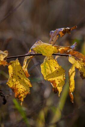 Yellow Leaves