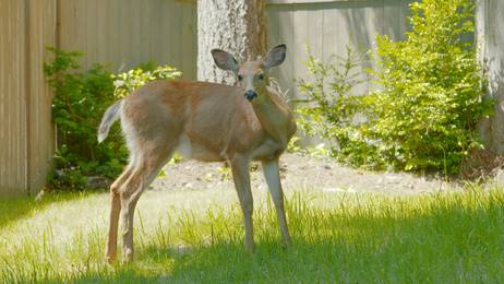 Davey Tree Deer Eating Arborvitae