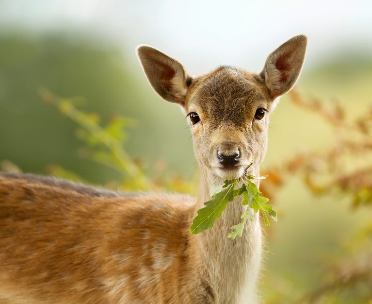 Deer Eating Leaf Stock