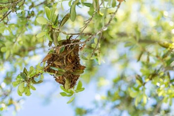 Webworm End Of Branch