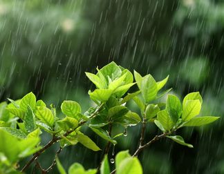 Do Tree Leaves Turn Upside Down In Rain Davey Tree