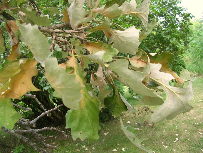 Oakwiltdos