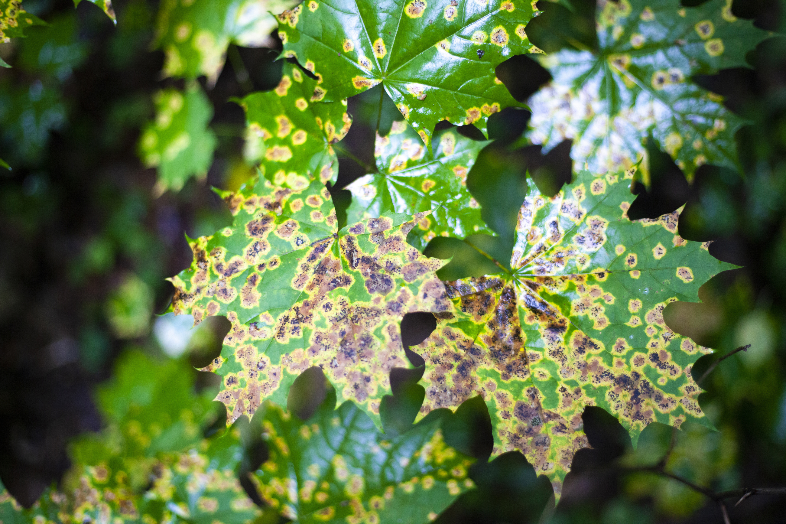 AS 285177860 Tubakia Maple