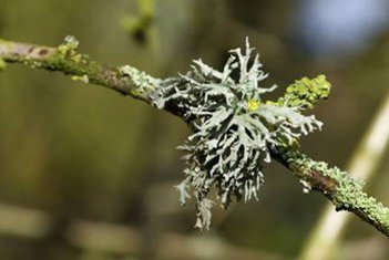Lichen On Tree Branch Davey Tree