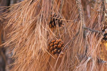 Dry Brown Pine Tree