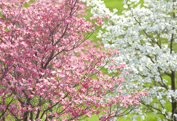 What Does A Flowering Dogwood Look Like