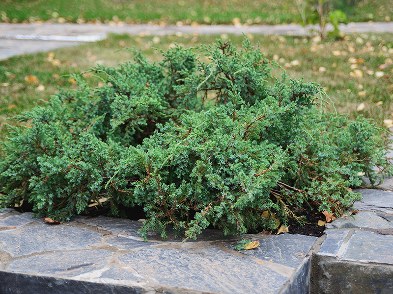 How To Identify A Juniper Tree