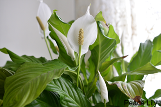 Peac Lily Stock