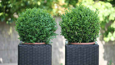 Hardy Evergreen Container Plants