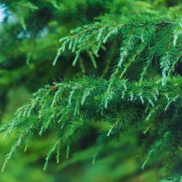 Identifying Juniper Tree