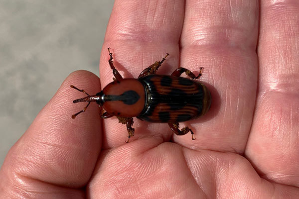 How To Control Palm Weevil