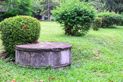 Planting Trees Shrubs And Flowers Near Septic Tank Davey Tree
