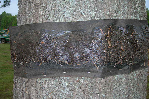 Banding For Cankerworms