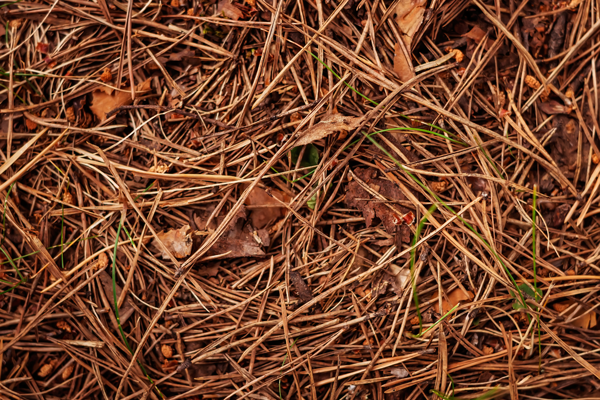 Pine Needle Mulch