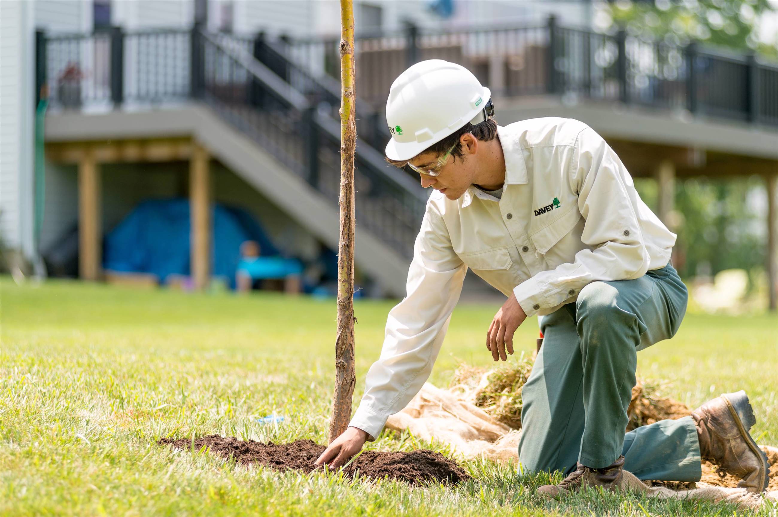 mulching tree
