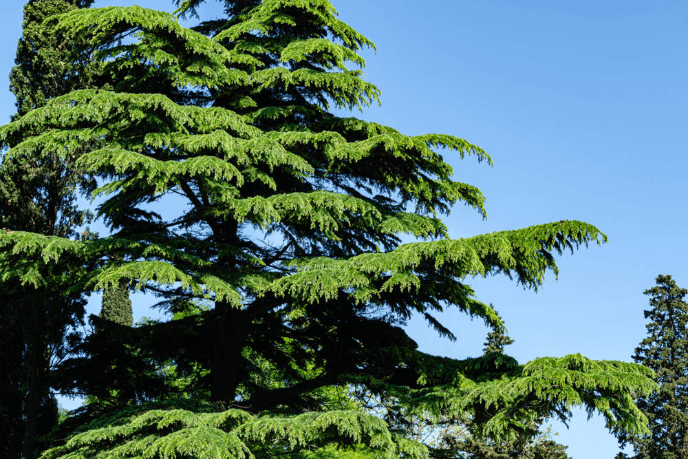 Deodar Cedar Tree Identification