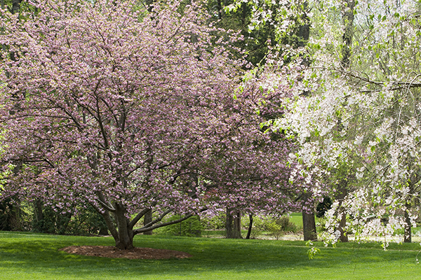 Tree Fertilization