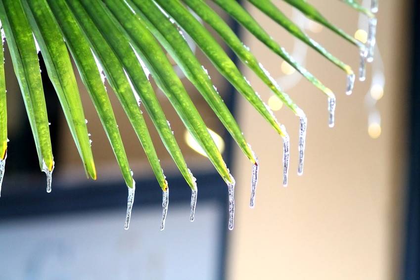 2 14 19 Palm Tree Freeze Damage