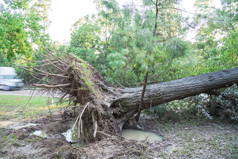 Uprooted Tree Removal