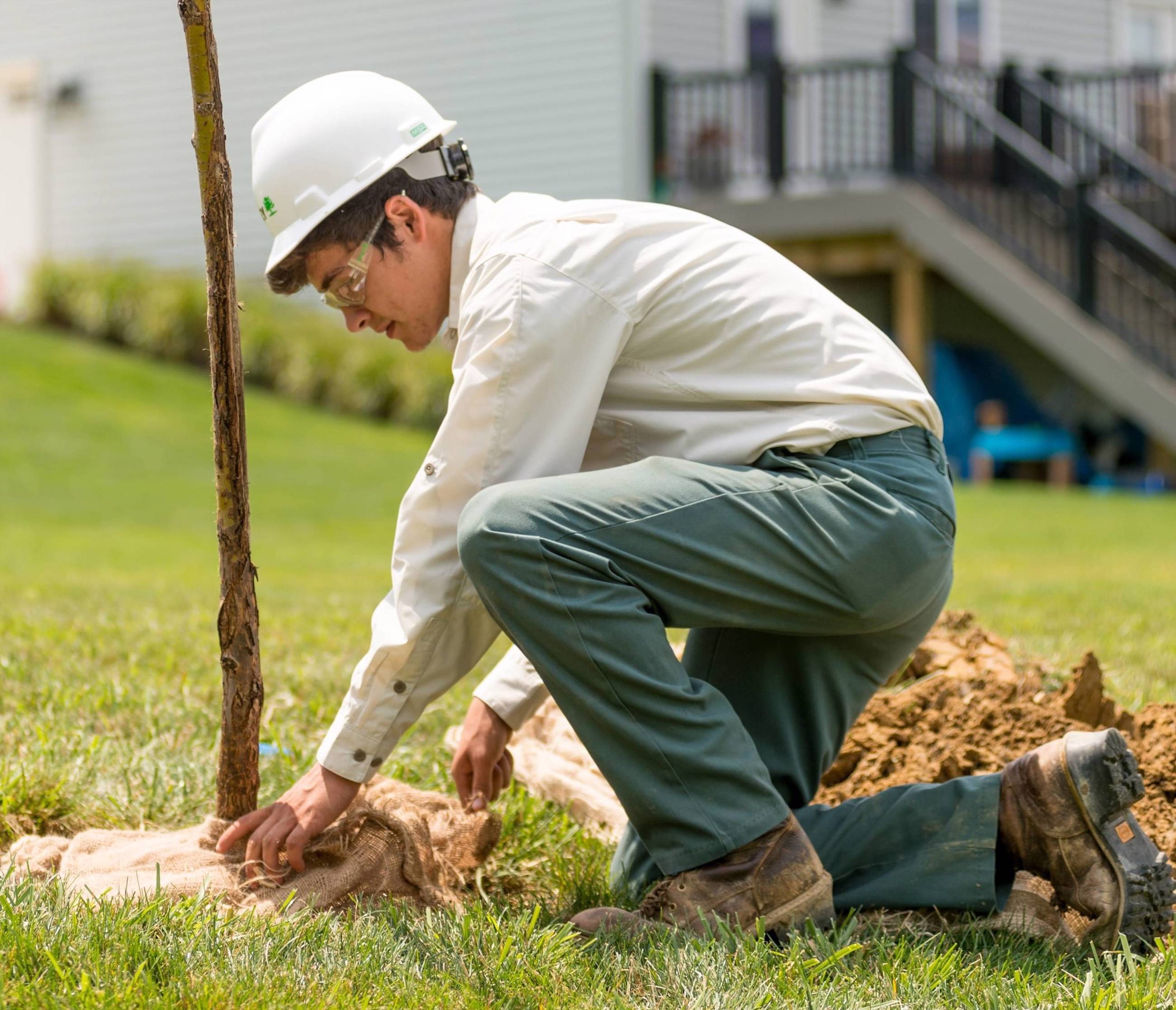 Remove Burlap And Wire Cage When Planting Tree Davey Tree
