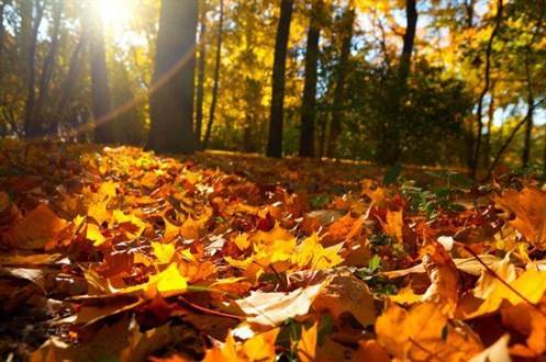 Fall Landscape Checklist Leaves 497X330
