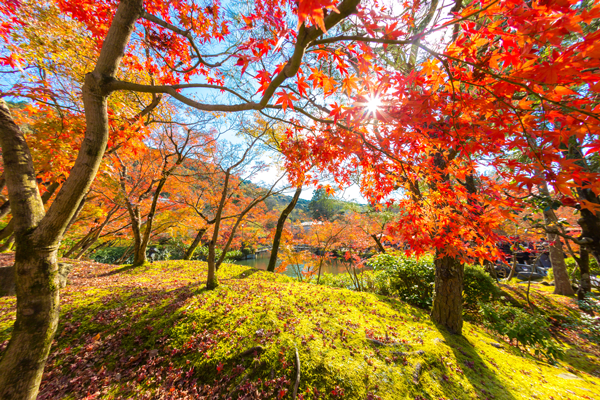Best Trees For Fall Foliage