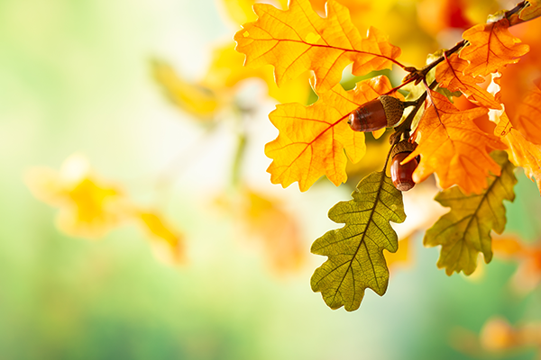 Fall Tree Care Tips