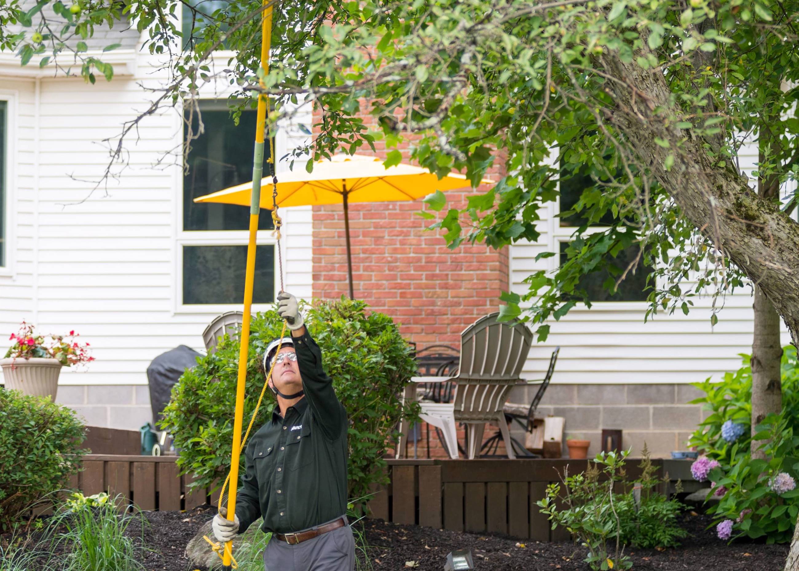 Can You Prune Or Cut Trees In Summer Davey Tree