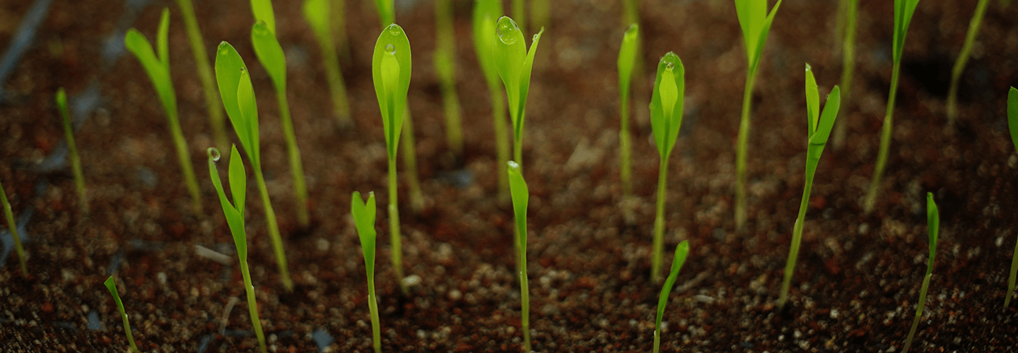 How To Prepare Soil For Spring