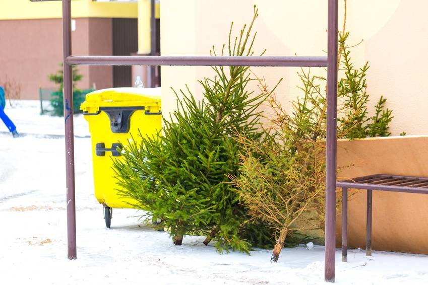 Discarded Christmas Tree