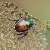 Japanese Beetle