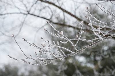 Winter Tree Damage