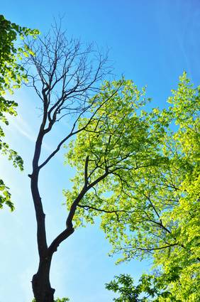 Davey Tree Why Does My Tree Only Have Leaves On One Side