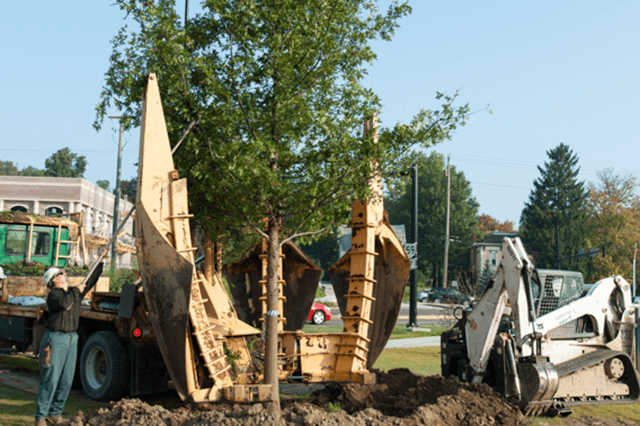 Tree Planting Transplanting Transplanting Cost Alternating 640X426