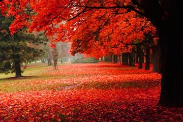 Davey Tree Red Maple In Autumn Fall