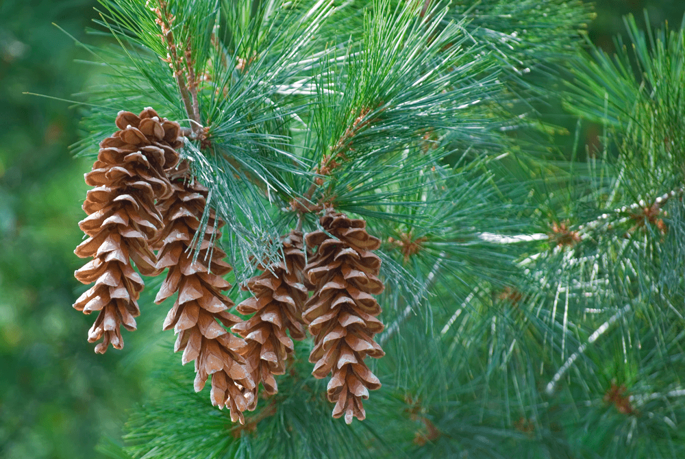 What Does White Pine Look Like
