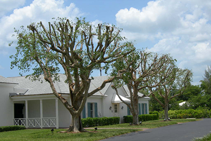 Topped Ficus