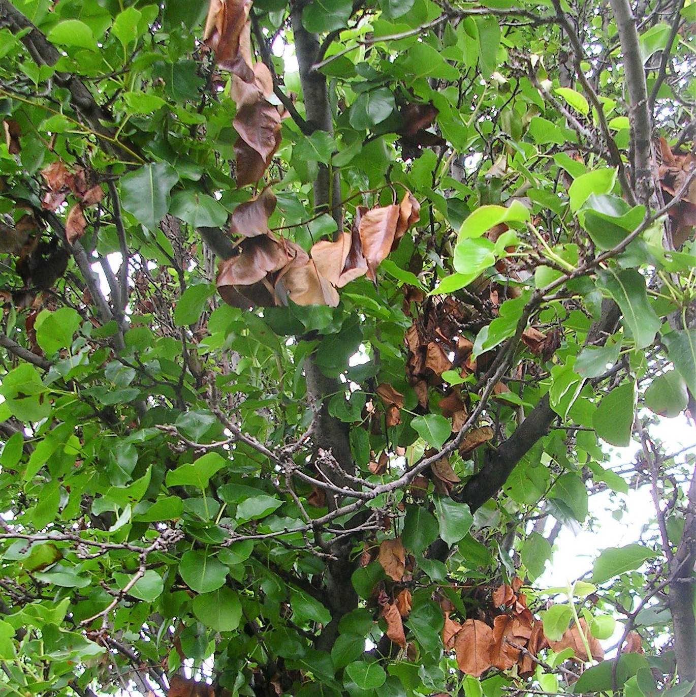 Brown Black Dying Leaves On Bradford Pear Fire Blight Davey Tree