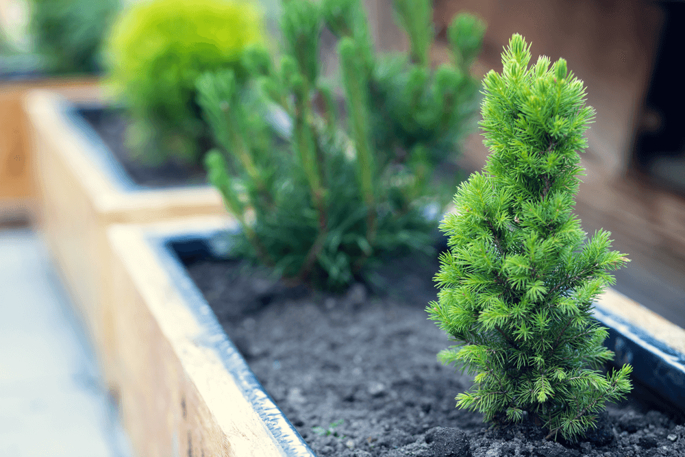 Evergreen In Container 1