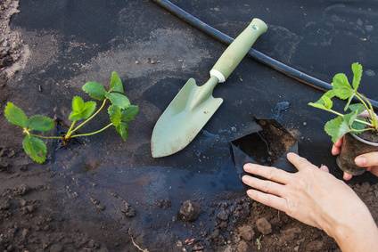 Pros And Cons Of Landscape Fabric Davey Tree 2