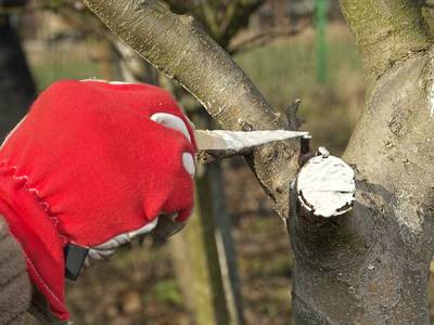 Before You Use Pruning Paint Davey Tree
