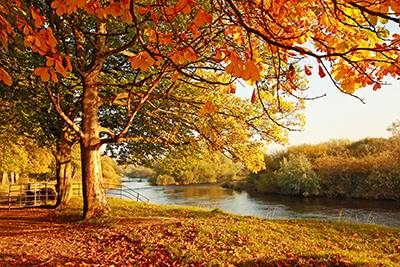 Fall Foliage