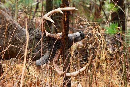 How To Stop Deer From Rubbing Antlers On Tree Damage Davey Tree