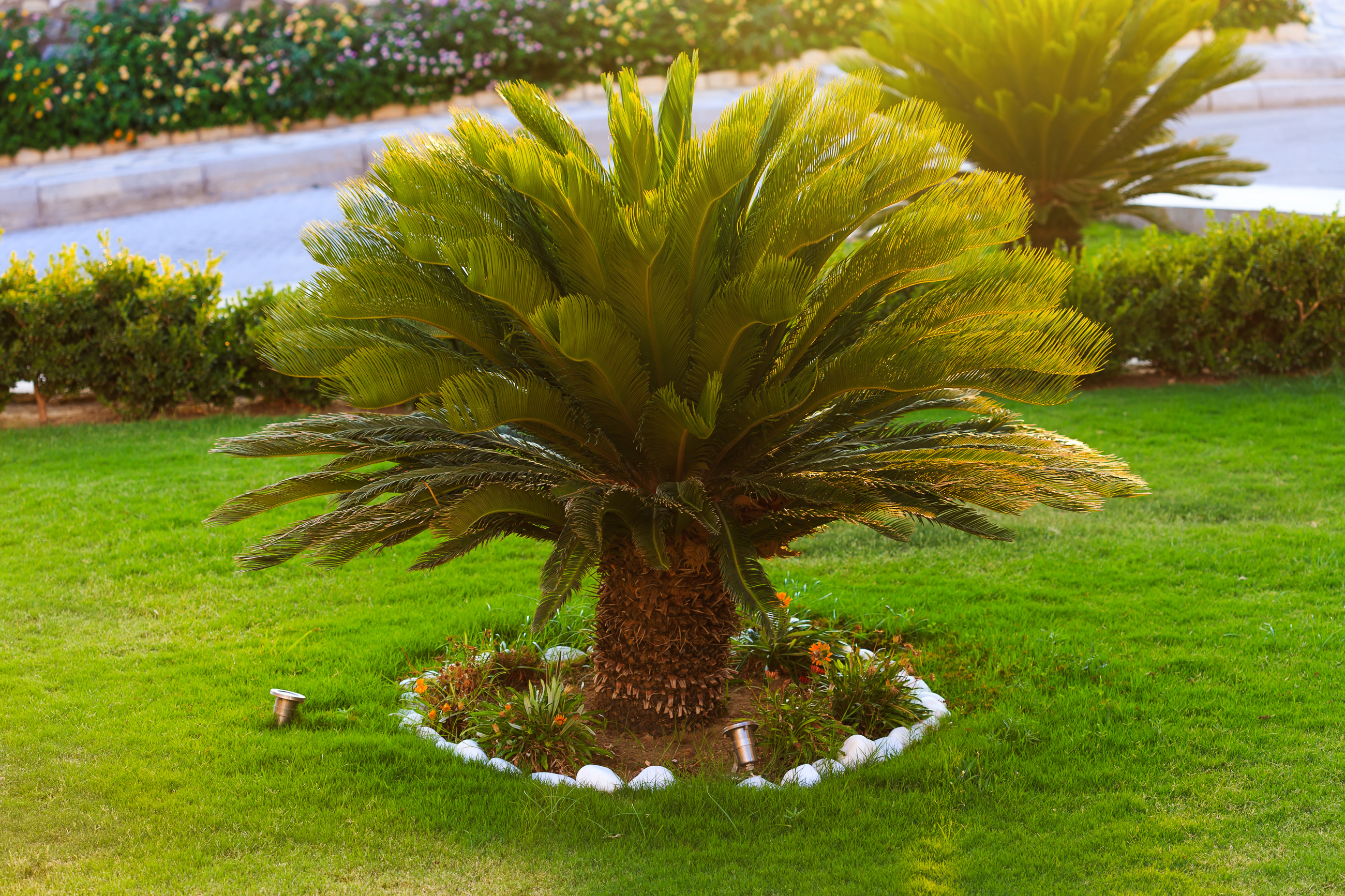 Palm Tree