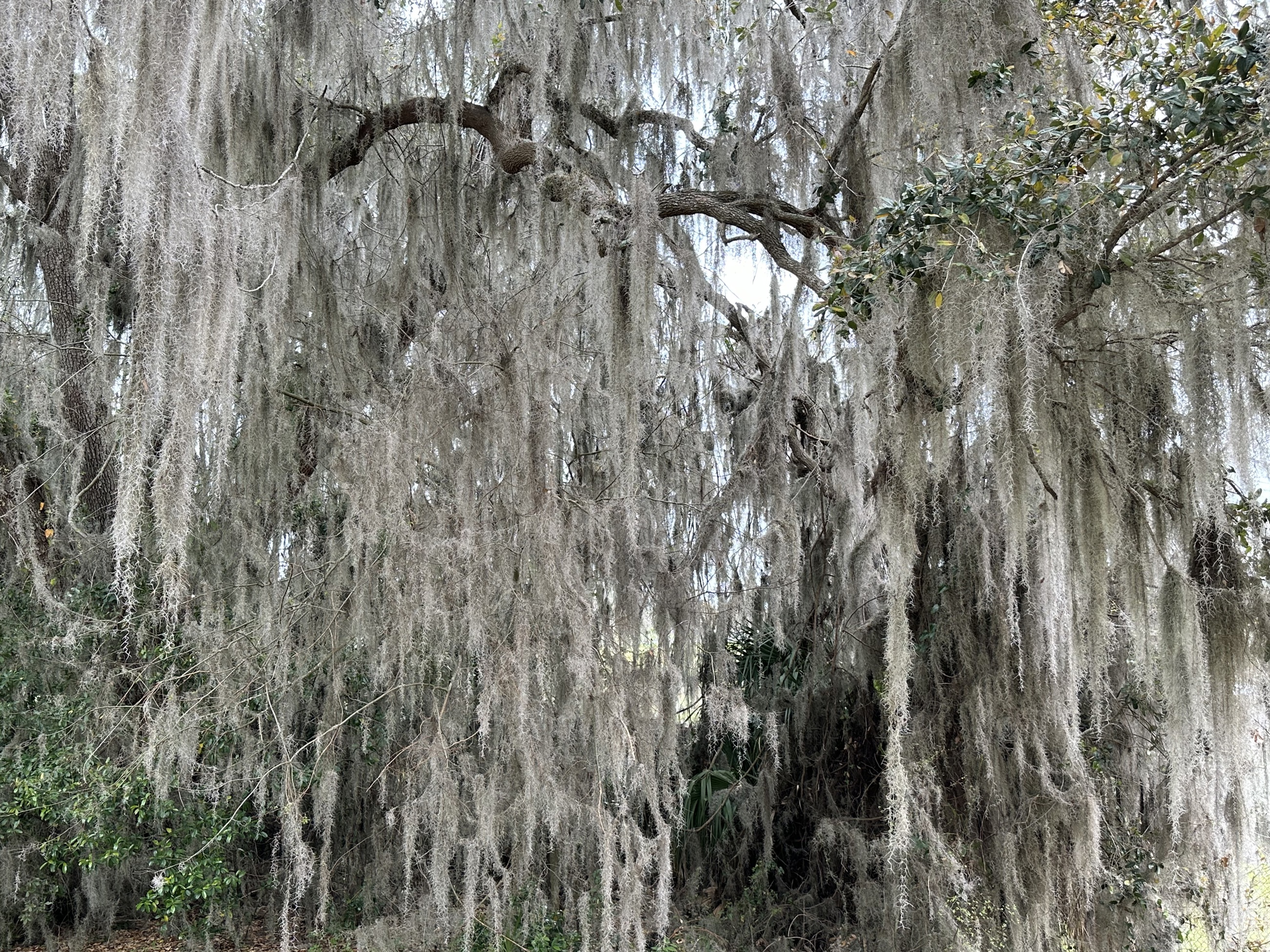 Spanish Moss 2