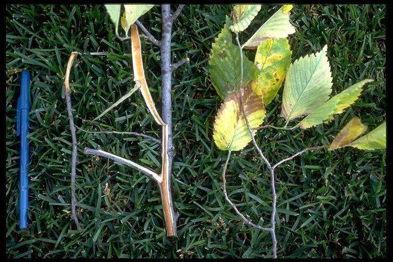 Dutch Elm Disease