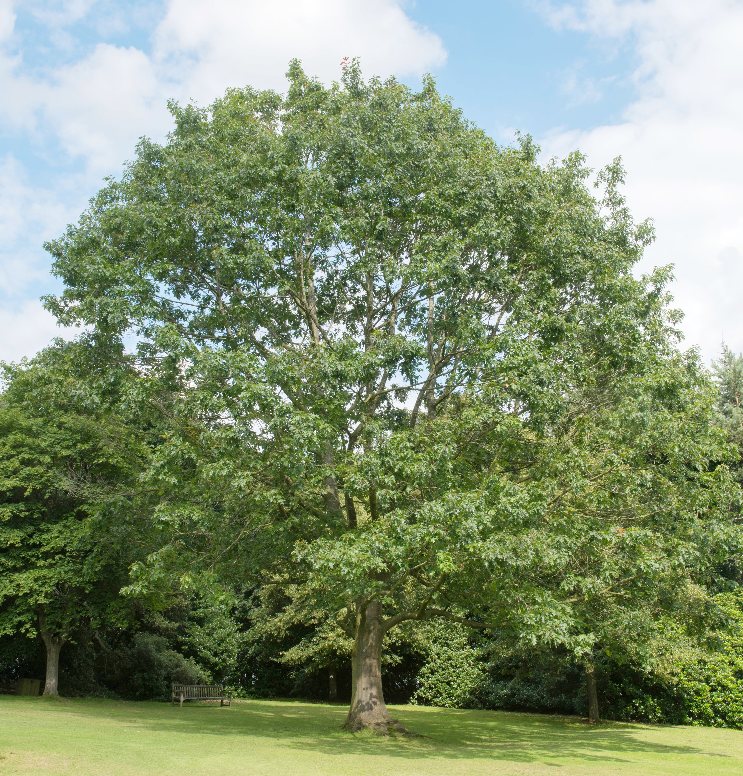 Ss Quercus Rubra Red Oak Lt