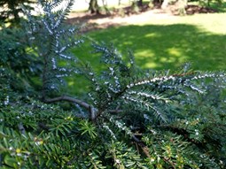 Hemlock Woolly Adelgid On Tree Davey Tree